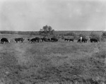 Unidentified man stands in field among small herd of cattle on an unidentified ranch in Stephens County, Texas by Basil Clemons 1887-1964