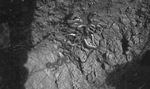 A pile of live rattlesnakes photographed during the Texas Rattlesnake Hunt near Breckenridge, Texas by Basil Clemons 1887-1964