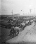 Long line of elephants, Breckenridge, Texas by Basil Clemons 1887-1964