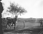 Rodeo at Wayland, Texas, 1929 by Basil Clemons 1887-1964