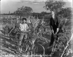 Pulling roasting ears for Thanksgiving, Breckenridge, Texas, 1934 by Basil Clemons 1887-1964