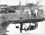 Rancher and horse by Basil Clemons 1887-1964