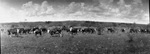 Panorama of cattle grazing, 1928 by Basil Clemons 1887-1964