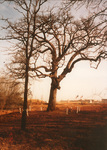 Witness Tree, 400-year-old tree, Arlington, Texas