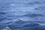 An orca breaching at the water's surface near the Antarctic Convergence. by David Finfrock