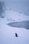 A penguin in the snow in a bay of the Aitcho Islands in Antarctica. by David Finfrock