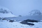 Penguins in the snow in a bay of the Aitcho Islands in Antarctica.