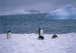 Penguins in Antarctica.