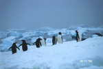 Penguins in Antarctica.