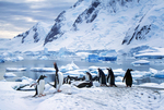 Gentoo penguins on Pleneau Island in Antarctica.