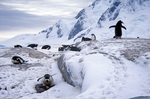 Gentoo penguins on Pleneau Island in Antarctica.