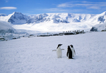 Gentoo penguins on Pleneau Island in Antarctica.