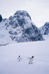 Gentoo penguins on Pleneau Island in Antarctica.