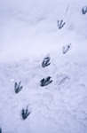 Gentoo penguin footprints on Pleneau Island in Antarctica.