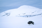 Gentoo penguin lying down on Pleneau Island in Antarctica.
