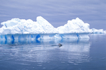 Gentoo penguins that are seen porpoising in Antarctica.