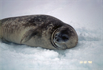 Weddell seal on sea ice in Antarctica.