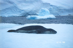 Leopard seal at Port Lockroy in Antarctica.