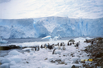Neko Harbor in Antarctica.