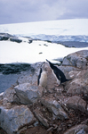 Chinstrap penguins courting in Antarctica. by David Finfrock