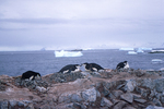 Chinstrap penguins nesting in Antarctica. by David Finfrock