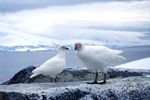 White sheathbills at Hydrurga Rocks in Antarctica. by David Finfrock