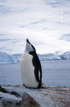 Chinstrap penguin in Antarctica. by David Finfrock