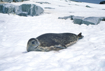 Weddell seal in Antarctica.