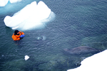 Diver with Weddell seal in Antarctica. by David Finfrock
