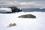 Weddell seal with penguin carcass in Antarctica. by David Finfrock
