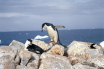 Chinstrap penguins at Hydrurga Rocks in Antarctica. by David Finfrock