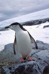 Chinstrap penguins in Antarctica. by David Finfrock