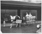 Two men sitting on horse-drawn carriage with Tex-Son boycott sign, ca. 1959