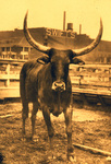 Longhorn steer, Swift and Company