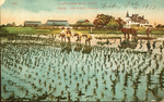 Postcard of Japanese rice farm near Houston