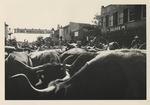 Longhorn Herd at the Fort Worth Stockyards