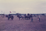 Horses at the Texas Sesquicentennial Wagon Train