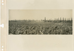 Corsicana oil fields, Corsicana, Texas, 8,000 HP connected, April 25, 1924