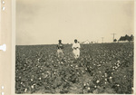 Typical Texas cotton scene, October 1923. Plate no. 48