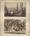 Guanajuato Desert & Cactus Plants by A. Briqnet