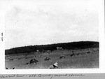 "Harvest time - old Brushy Mound home," from Robert Hanks Brister album