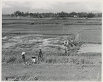 Photo of people working on land