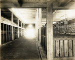 North Side Stockyards cattle stalls