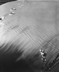 Sand dune and cactus by Squire Haskins Photography Inc.