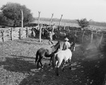 Man roping horses by Squire Haskins Photography Inc.