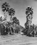 Palm trees by Squire Haskins Photography Inc.