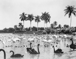 Flamingos in river surrounded by palm trees by Squire Haskins Photography Inc.