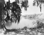 Swamp area by Squire Haskins Photography Inc.