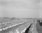 Cotton bales stacked in rows in a field by Squire Haskins Photography Inc.