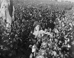 Young girl wearing a hat and coveralls stands in cotton by Squire Haskins Photography Inc.